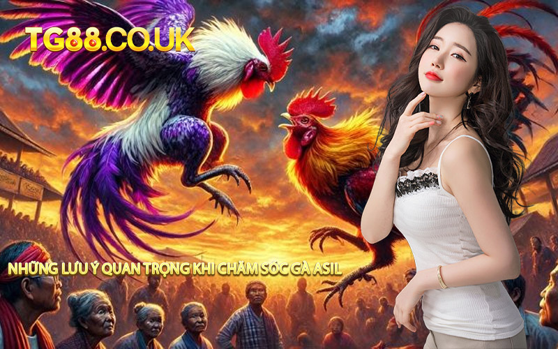 Những Lưu Ý Quan Trọng Khi Chăm Sóc Gà Asil